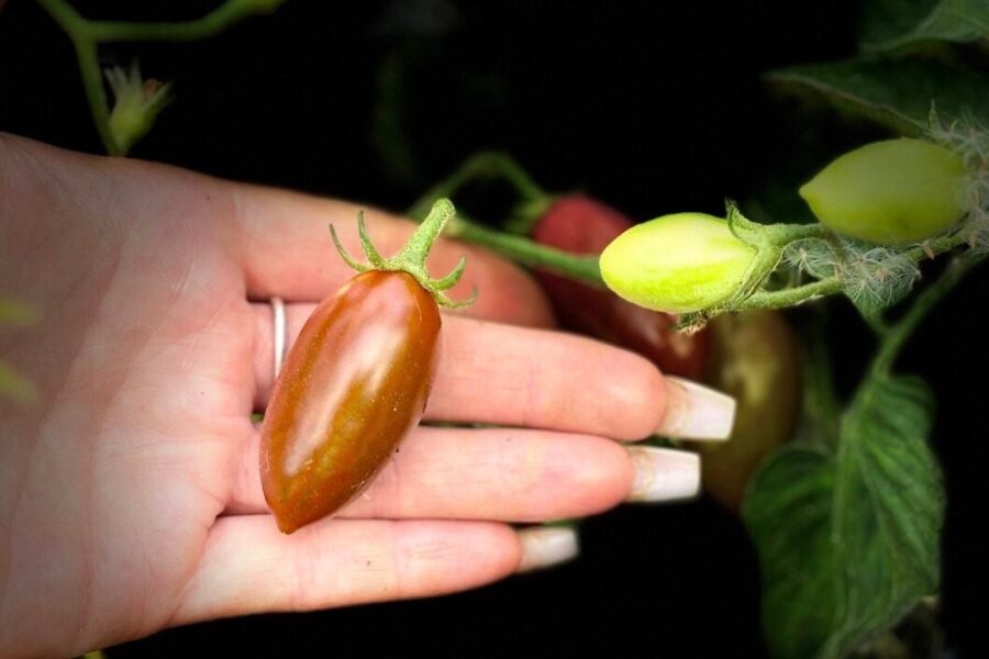 Tamarindo Multicolor tomatfrön – brun-röd körsbärstomat med lång hållbarhet | TummelstaChili
