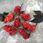 Odla Carolina Reaper x T-rex