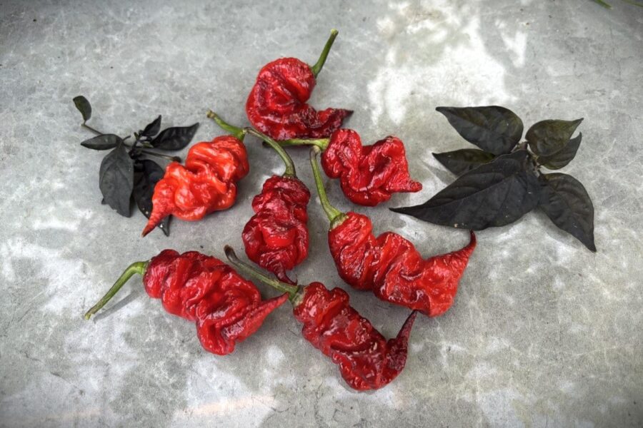 Carolina Reaper x T-rex chilifrön – extrem superhybrid med röda, korrugerade frukter | TummelstaChili
