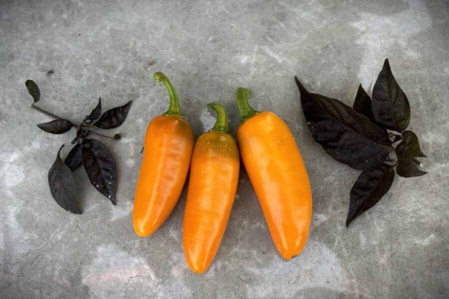 Jalapeno Orange Spice – orange jalapeño-frukter med fruktig smak | TummelstaChili