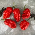 Odla Stuffing Scotch Bonnet