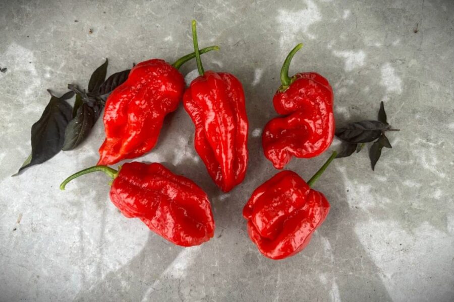 Stuffing Scotch Bonnet – röd karibisk chili med klassisk bonnet-form | TummelstaChili