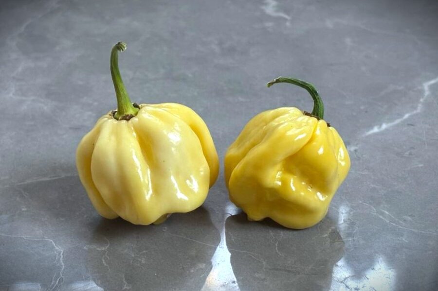 C22 White superchili – vita frukter med oregelbunden form och extrem hetta | TummelstaChili