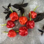 Odla Habanero St. Martin