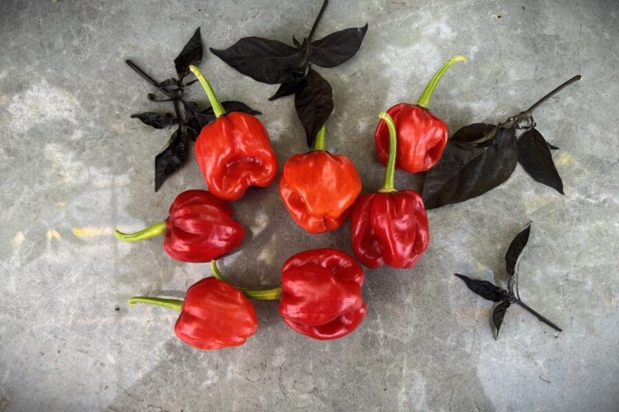 Habanero St. Martin chili – röda, runda frukter från karibiska ön St. Martin | TummelstaChili