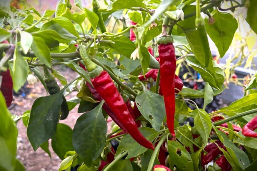 Guindilla chili – långa, smala röda frukter klassiska för baskisk tapas | TummelstaChili