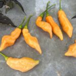 Odla Pimenta Moranga Peach Cross