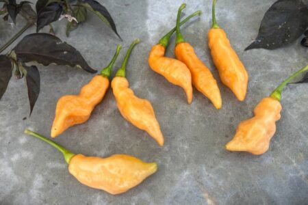 Pimenta Moranga Peach Cross