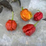 Odla Carolina Reaper Caramel