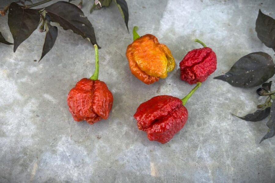 Carolina Reaper Caramel chilifrön – karamellbrun superhet chili med rynklig yta | TummelstaChili