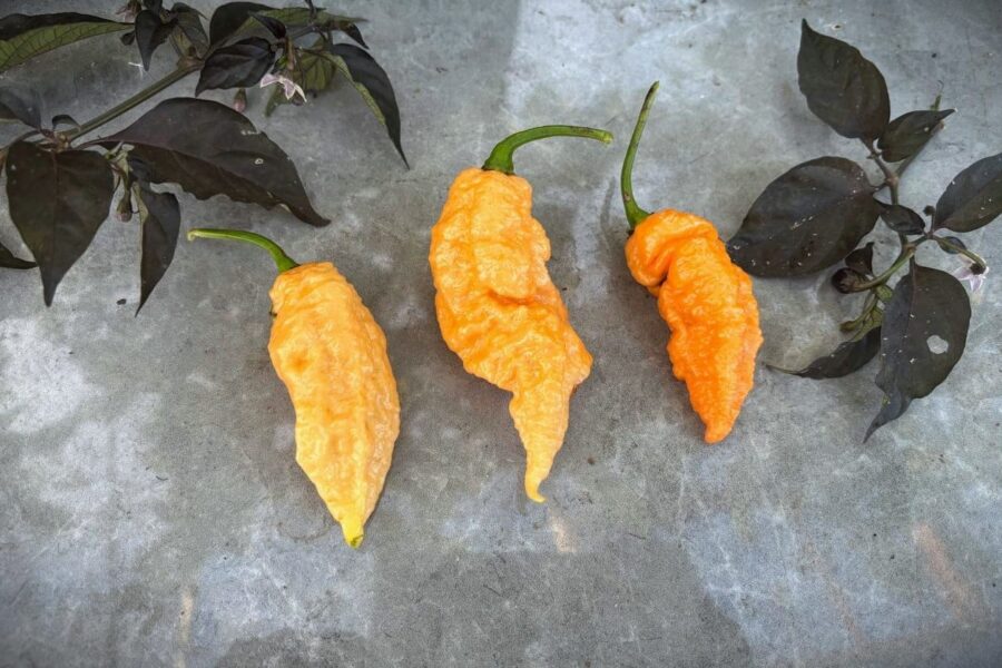 Reaper X JPGS superhet hybrid med rynklig orange frukt | TummelstaChili