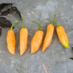 Odla Pimenta de Cheiro do Norte