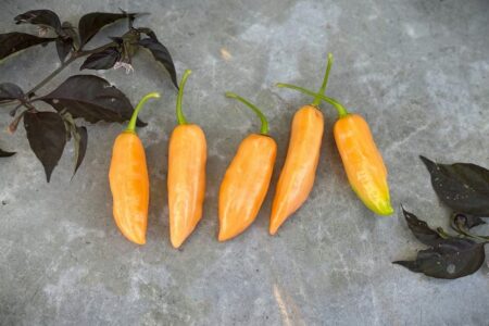 Pimenta de Cheiro do Norte