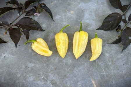 Fatalii White