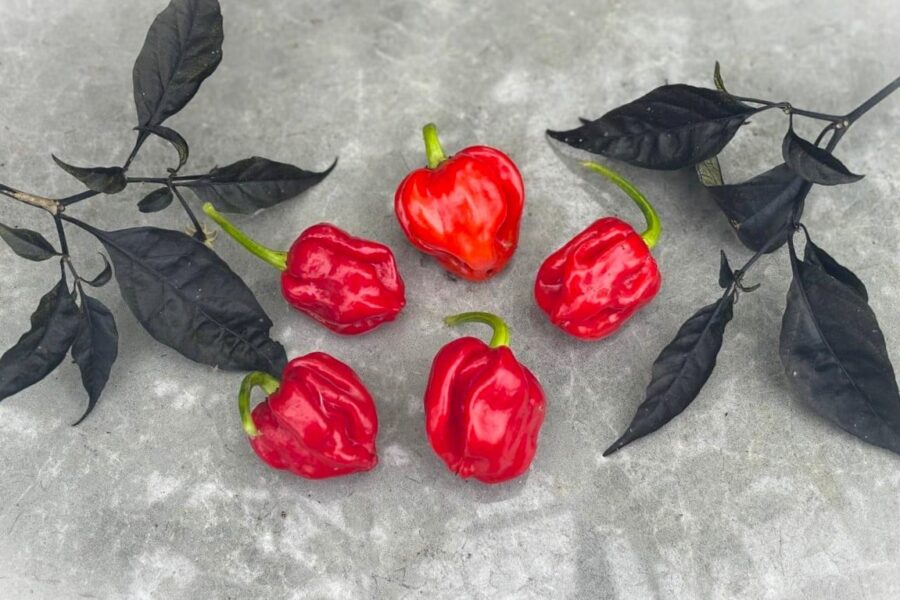 Congo Trinidad chilifrön – karibisk röd habanero-typ från Trinidad | TummelstaChili