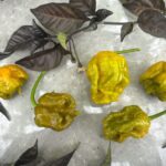 Odla 7 Pot Primo Mustard