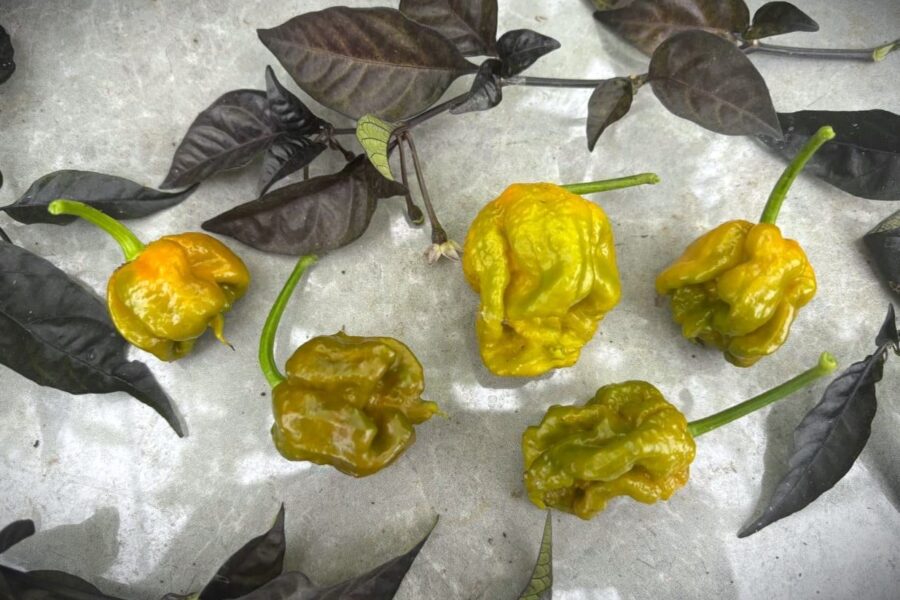 7 Pot Primo Mustard chilifrön – superhet med karakteristisk svans i senapsfärg | TummelstaChili