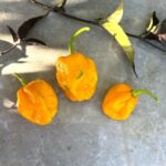 Odla Trinidad Scorpion Moruga Yellow