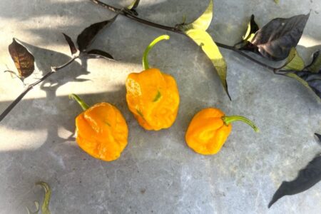 Trinidad Scorpion Moruga Yellow