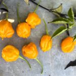 Odla Brasileiro Tres Lobos