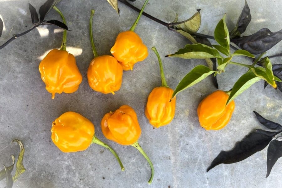 Brasileiro Tres Lobos chilifrön – brasiliansk trekantformad gul chili | TummelstaChili