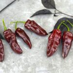 Odla Habanero Brown Long