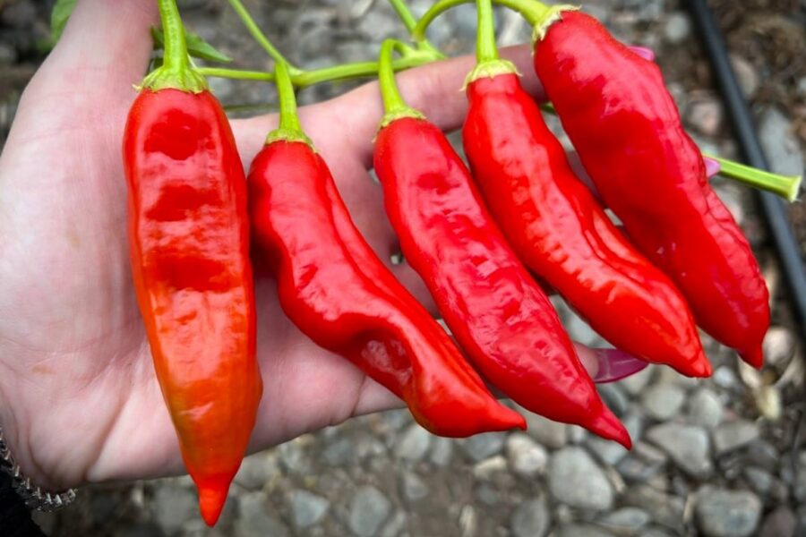 Achard chilifrön – mild röd brasiliansk chili med körsbärsform | TummelstaChili