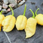 Odla White Moruga Scorpion