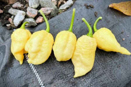White Moruga Scorpion