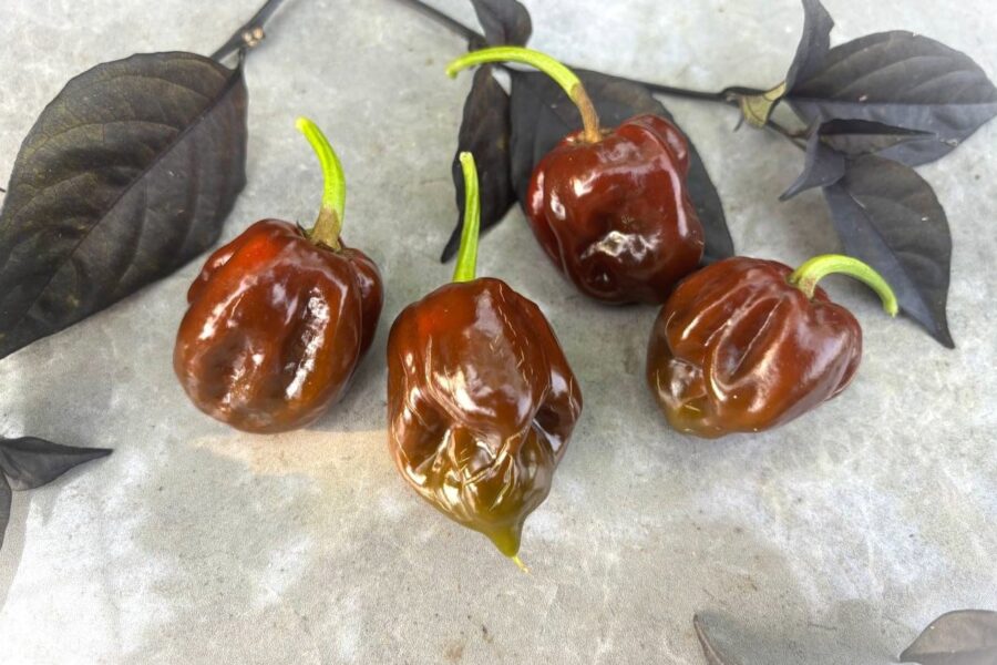 Black Stinger chilifrön – mörkbrun karibisk chili med karakteristisk svans | TummelstaChili