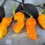 Odla 7 Pot Chaguanas Yellow