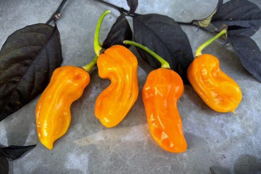 7 Pot Chaguanas Yellow chilifrön – superhet gul Trinidad-chili med rynkad yta | TummelstaChili