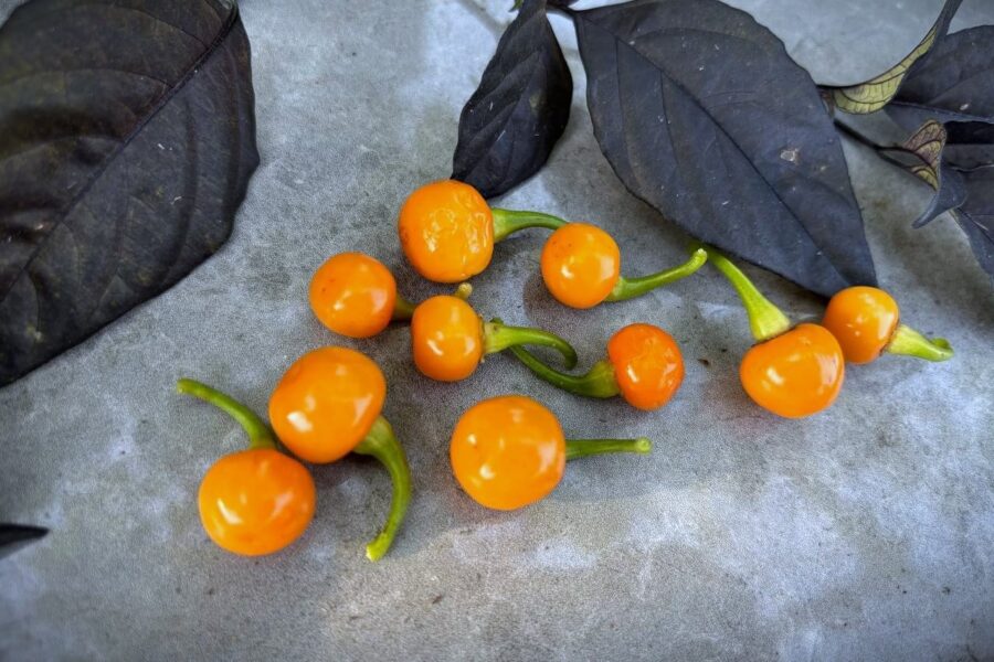 Bode Amarela chilifrön – guldorange brasiliansk getpeppar i körsbärsform | TummelstaChili