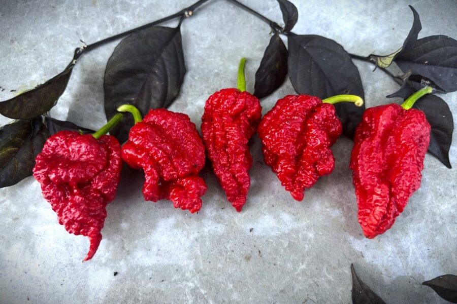 The Beast Red – ultra-het superchili med rynkiga röda frukter och extrem hetta | TummelstaChili
