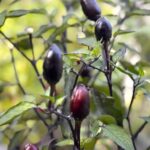 Odla Peruvian Purple