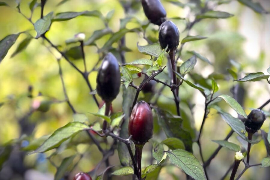 Peruvian Purple – dramatisk peruansk chili med djupt svarta upprätta frukter | TummelstaChili