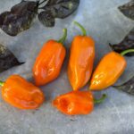 Odla Habanero Orange