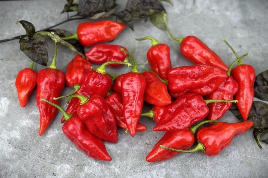 Fatalii Red chili – afrikansk superhet sort med citrusfruktig smak | TummelstaChili