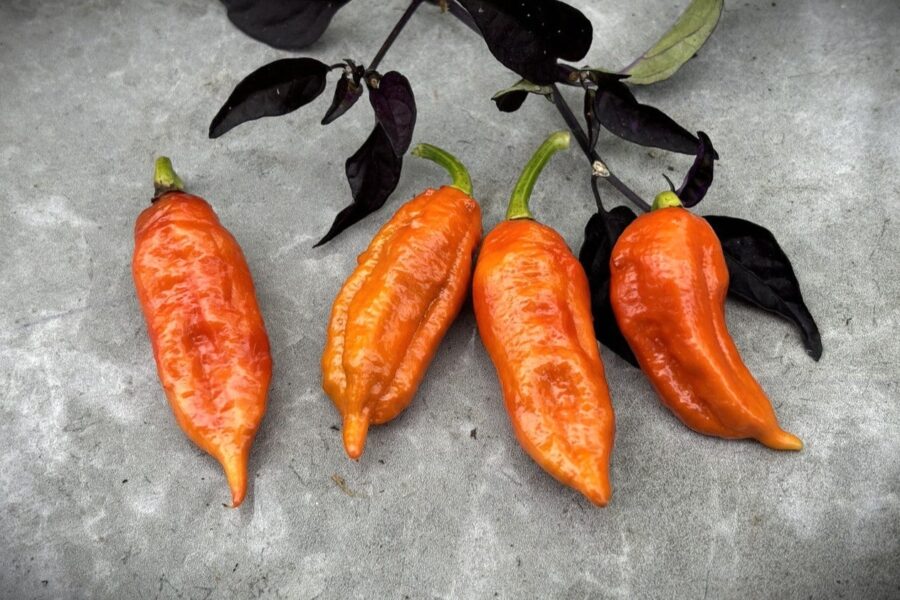 Bhutlah Brown chilifrön – superhet brun chili med knölig yta | TummelstaChili