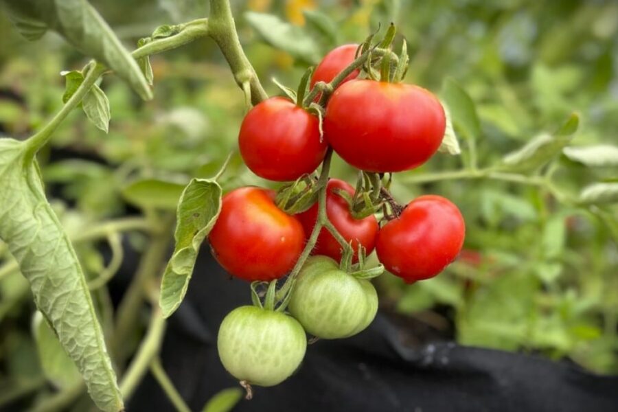 Stupice tomater – köldtolerant tjeckisk heirloom med röda, runda frukter | TummelstaChili