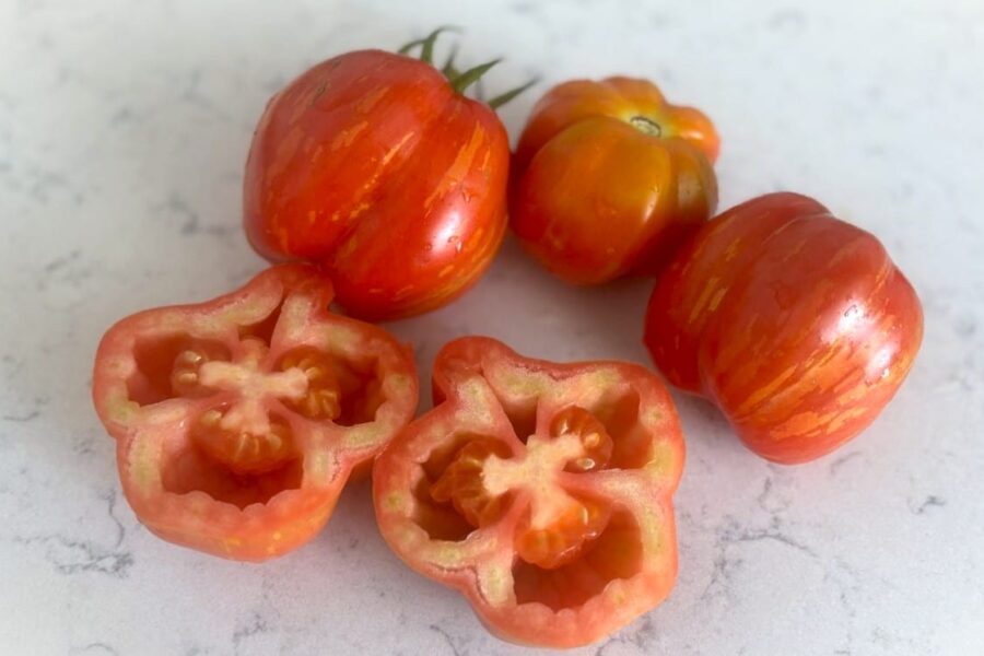 Striped Stuffer tomat med vackra rödgula ränder – perfekt fyllningstomat | TummelstaChili