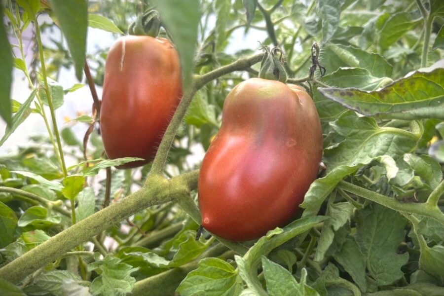 Almandine tomatfrön – kompakt busktomat med unika brunröda frukter | Dwarf Tomato Project | TummelstaChili