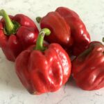 Odla Quadrato d'Asti Rosso