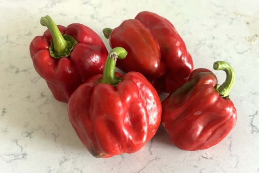 Quadrato d'Asti Rosso paprikafrön – italiensk fyrkantspeppar med stora röda frukter | TummelstaChili