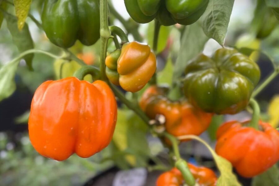 Cubo Orange paprika med kubformade orange frukter – perfekt för fyllning | TummelstaChili