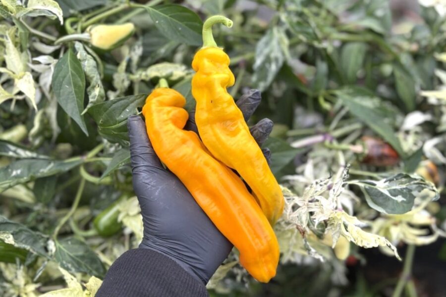 Zazu paprika-chili med gula kegelformade frukter – mild och söt | TummelstaChili