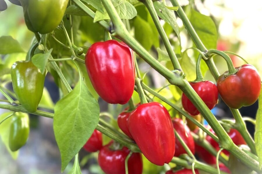 Yala & Rela mini-snackpaprikor i rött och gult – söta och krispiga för hela familjen | TummelstaChili