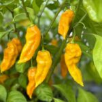 Odla Dorset Naga Orange