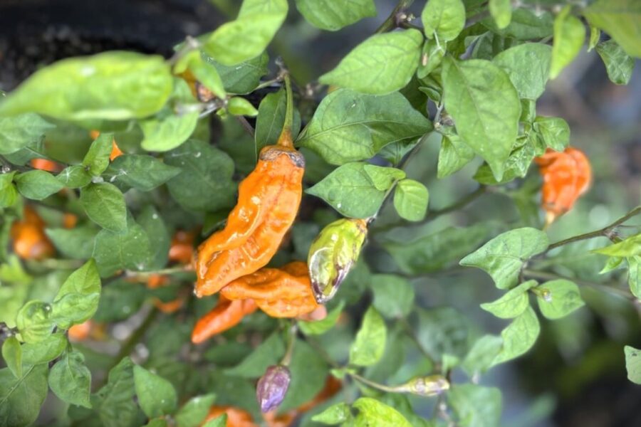 Mustard Tiger superchili med dramatisk vitlila till mörkbrun färgförändring | TummelstaChili