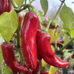 Odla Jalapeno Big Pit